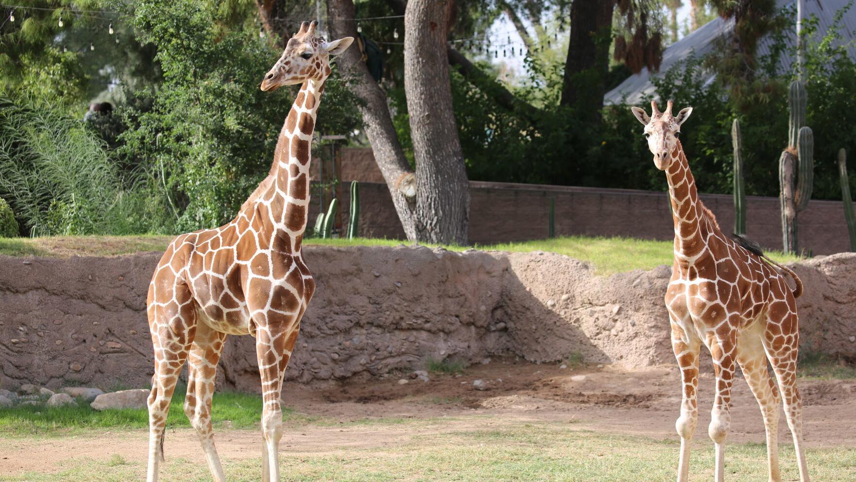 Oye, abre tus ojos, mira hacia arriba y saluda a las nuevas jirafas de ճܳó